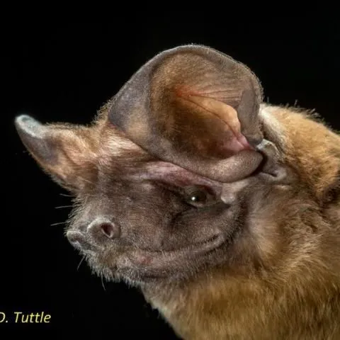 thumbnail for publication: Florida's Bats: Florida Bonneted Bat